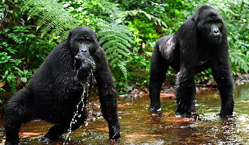 10-Day Luxury Kenya & Uganda Gorilla Trekking