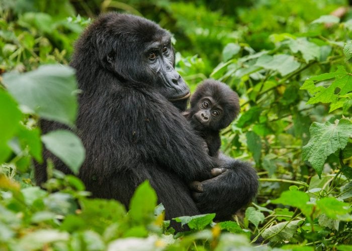 4-Day Holiday in Uganda - Luxury Gorilla Trekking Bwindi Forest.