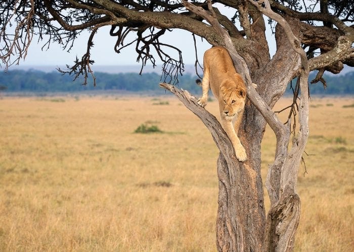 4-Day Queen Elizabeth & Lake Mburo National Parks Safari.