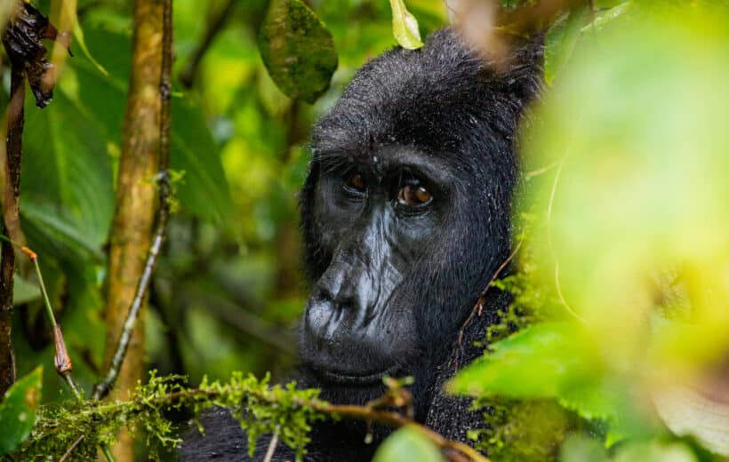 7-Day Gorilla, Chimpanzee and Wildlife Tour in Uganda