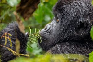4-Day Uganda Fly-in Gorilla Trekking Safari