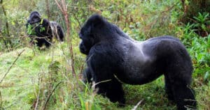 3-Day Luxury Gorilla Tracking in Bwindi Impenetrable National Park
