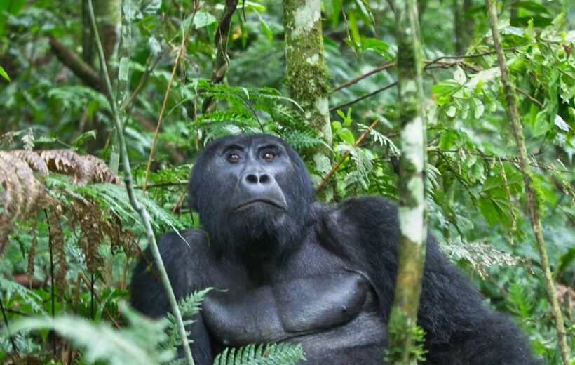 4-Day Rwanda | Volcanoes National Park |Gorilla Trekking.