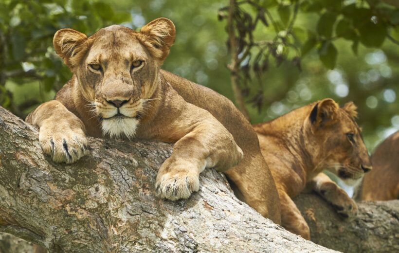 14-Day Uganda Wildlife and Primates Safari.