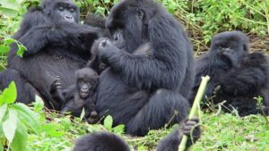 6 Days Gorilla Tracking Safari in Uganda and Rwanda