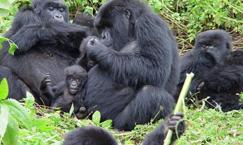 6 Days Gorilla Tracking Safari in Uganda and Rwanda