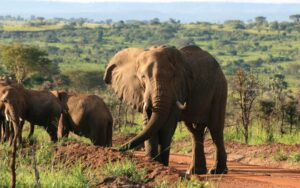 8 Days African Adventure and Safari in Uganda