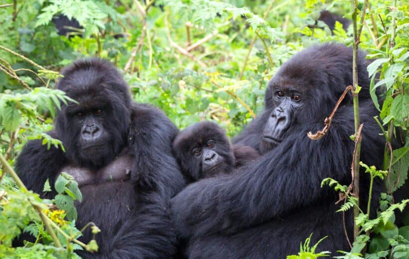 7-Day Gorilla Habituation and Chimpanzee Tracking Experience.