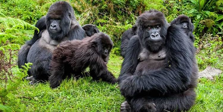 5 Days Gorilla Trekking and Wildlife Safari in Uganda