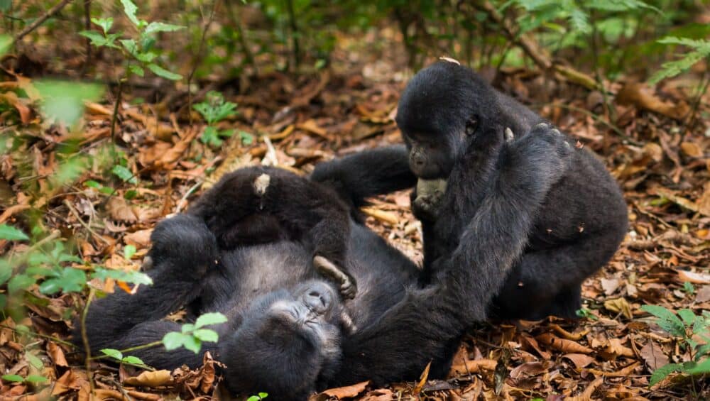 How to plan a gorilla trekking trip in Uganda