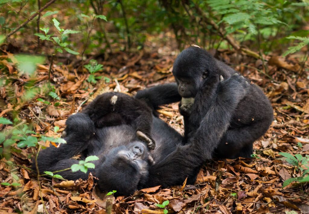 How to plan a gorilla trekking trip in Uganda