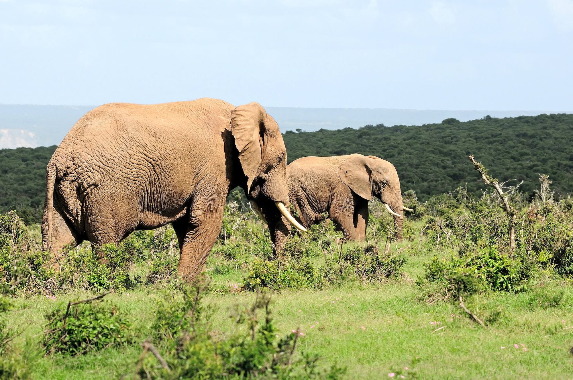 Elephants,