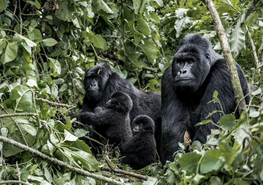 Family of moutanis gorillas, baby, mother and father