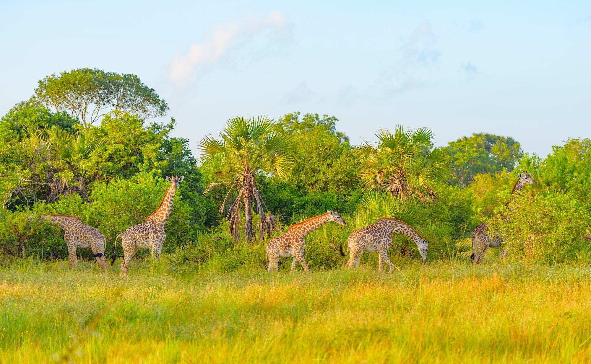 Giraffes in Safari park in Uganda