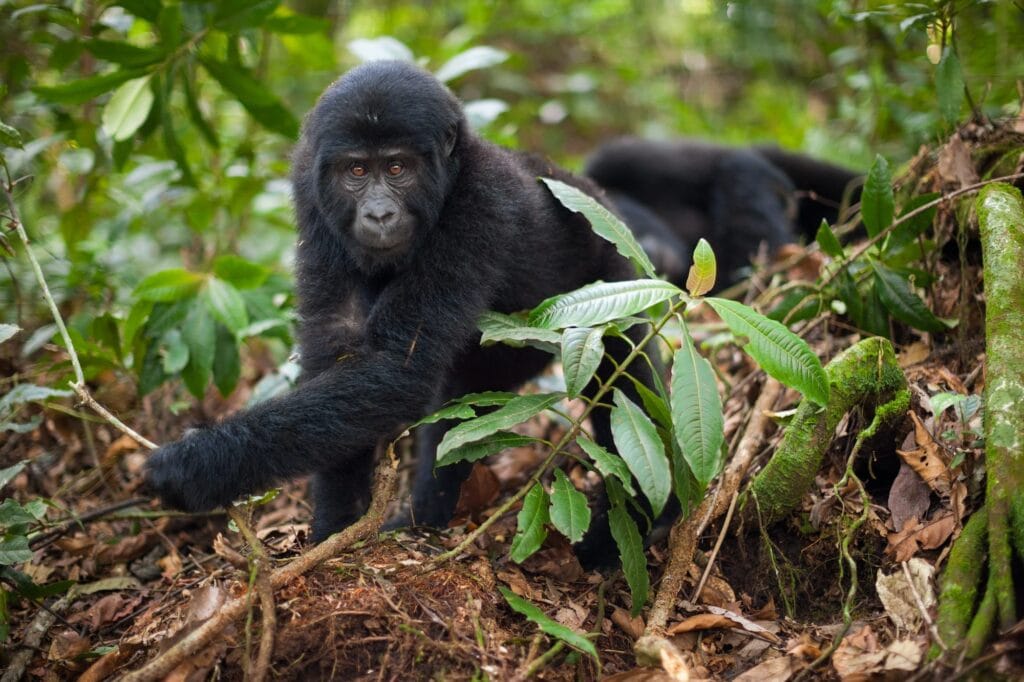 Unraveling the Best Time of Year for Gorilla Trekking in Uganda 1 Mountain gorilla juvenile, Volcanoes National Park, Rwanda