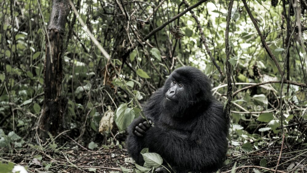 Mountain gorilla, Virunga National Park, DRC, Africa