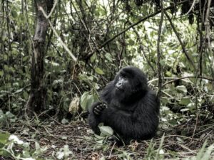 3 Days Uganda Gorilla Trekking Safari