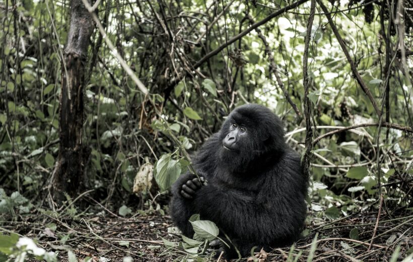 3 Days Uganda Gorilla Trekking Safari