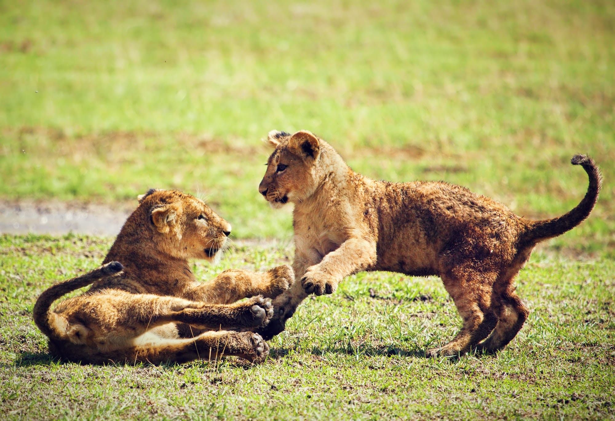 Small lion cubs playing.