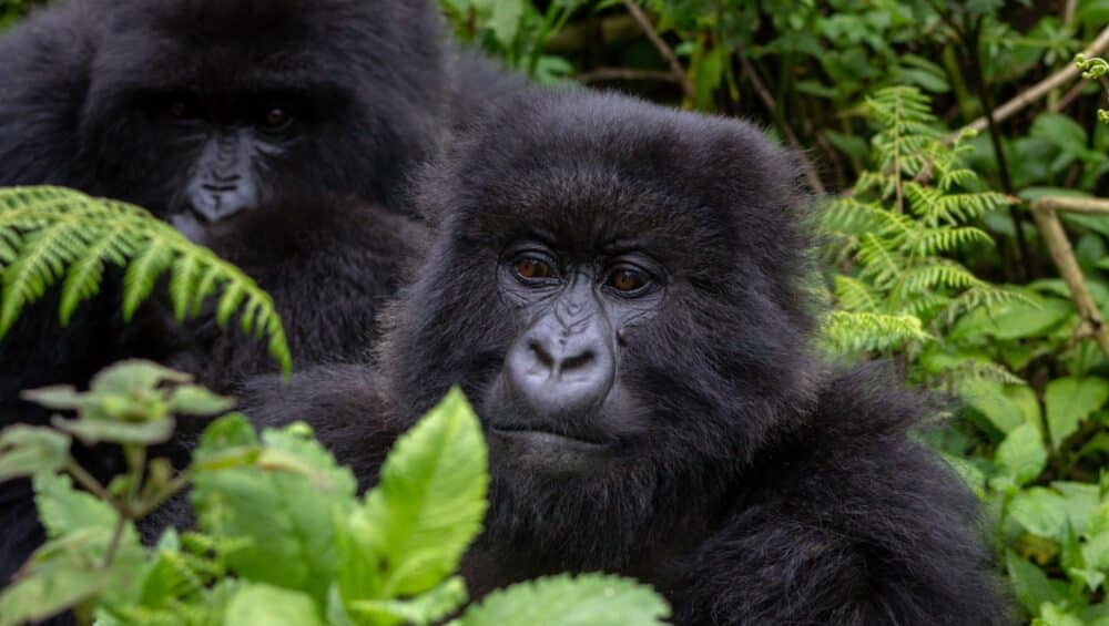 A group of mountain gorillas
