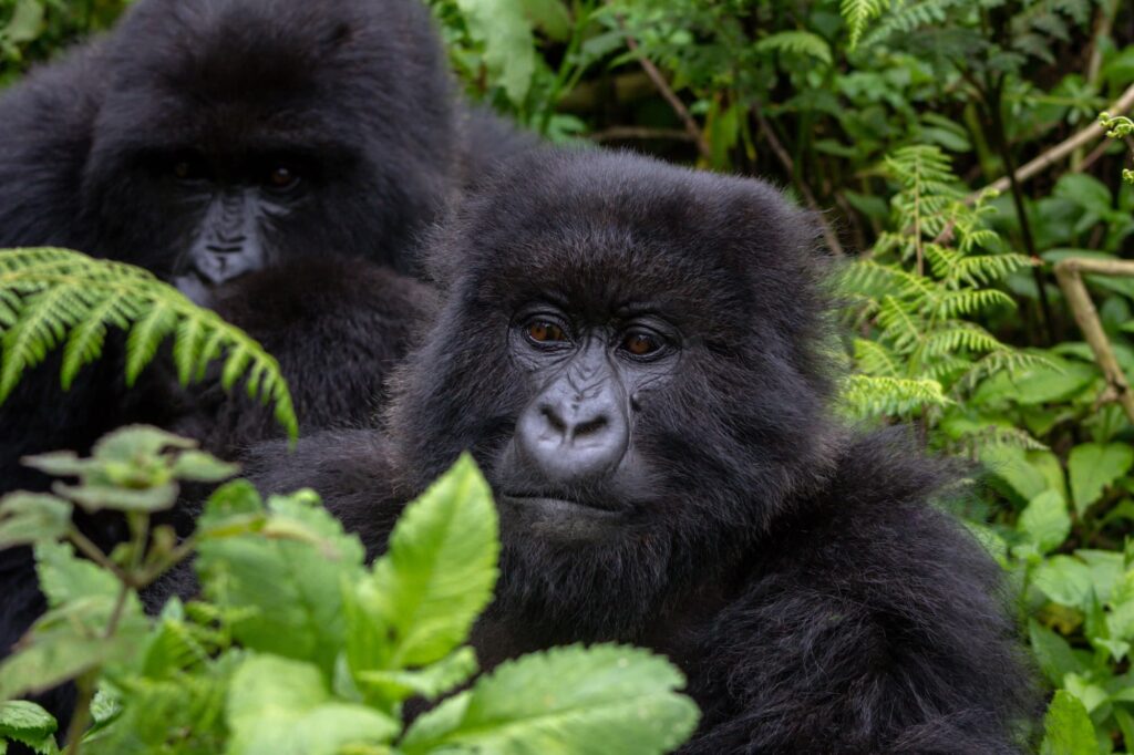 A group of mountain gorillas