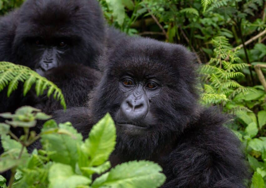 A group of mountain gorillas